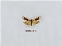 藏品(黑長斑苔蛾)的圖片